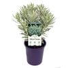 140mm Spurge - Euphorbia characias Silver Swan
