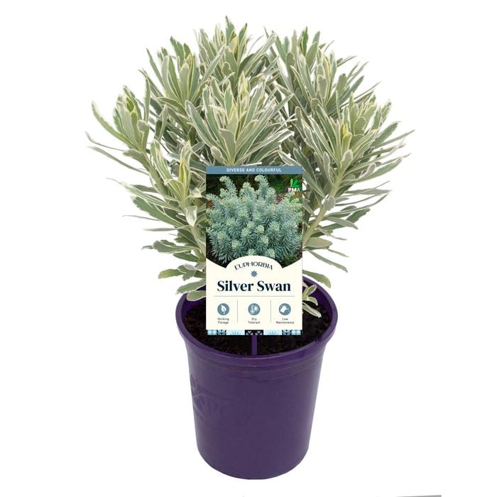 140mm Spurge - Euphorbia characias Silver Swan