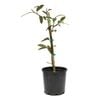 200mm Michelia Fairy White
