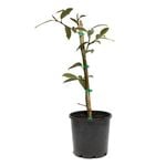 200mm Michelia Fairy White