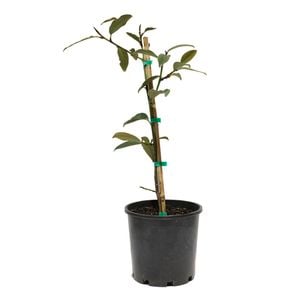 200mm Michelia Fairy White
