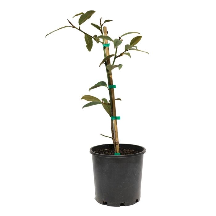 200mm Michelia Fairy White