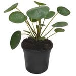 120mm Chinese Money Plant - Pilea Peperomioides