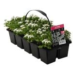 10 Cell Alyssum Lrg White - Lobularia maritima