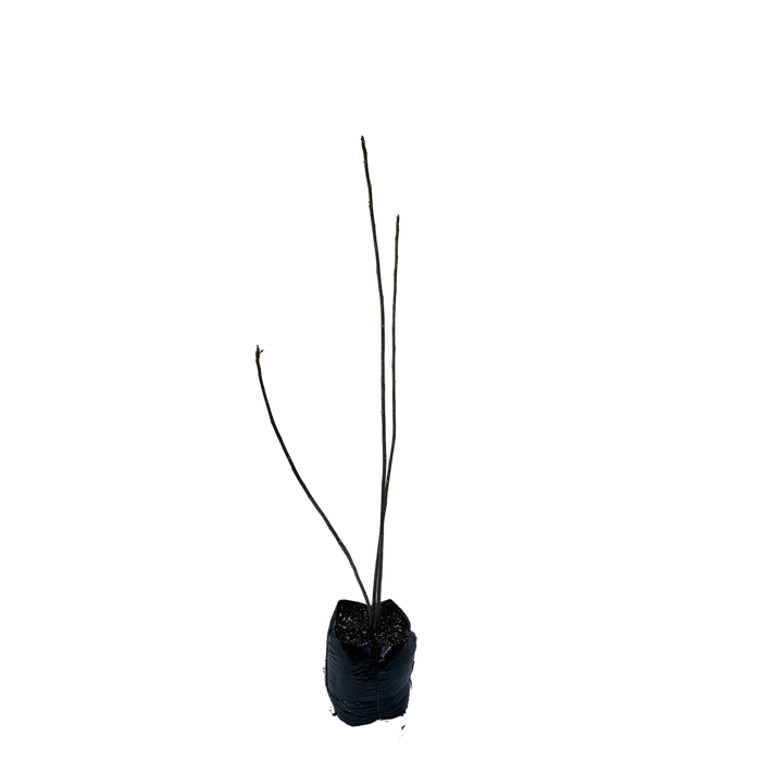 450mm Chinese Toon Tree - Cedrella Sinensis Flamingo