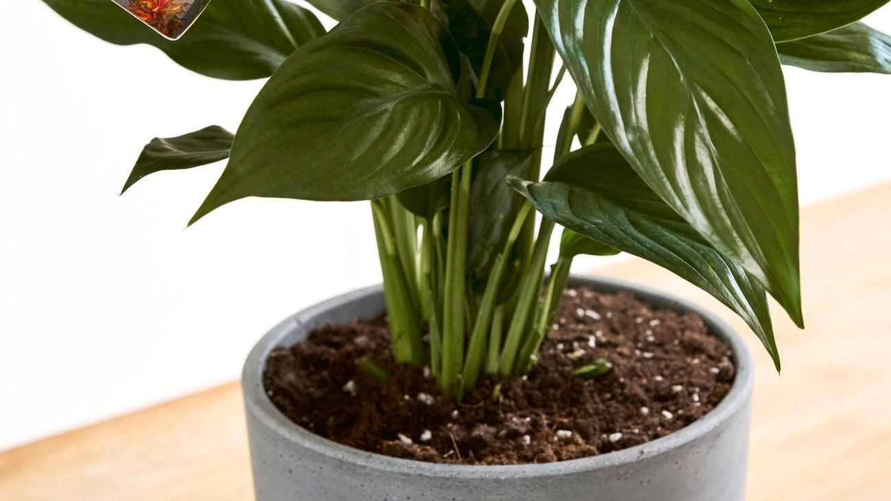 A person misting a plant with an Osmocote spray fertiliser