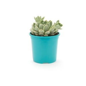 105mm Bright and Easy - Echeveria Acacia Ponds