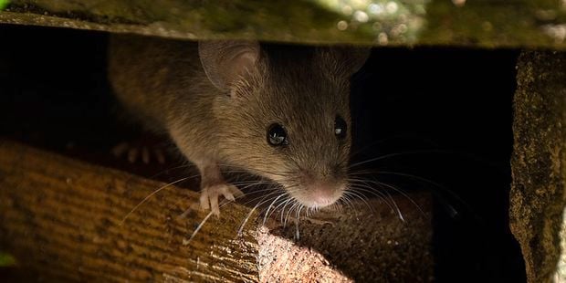 Kiwicare - Banner - Brand Page - Stop-rodents-in-their-tracks-today
