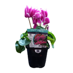 100mm Cyclamen Mini - Cyclamen hybrids