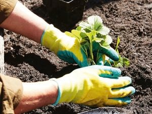 planting a strawberry plant in soil