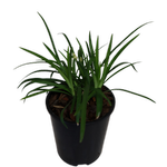 1.9L Liriope muscari Monroe White - Liriope muscari Monroe White