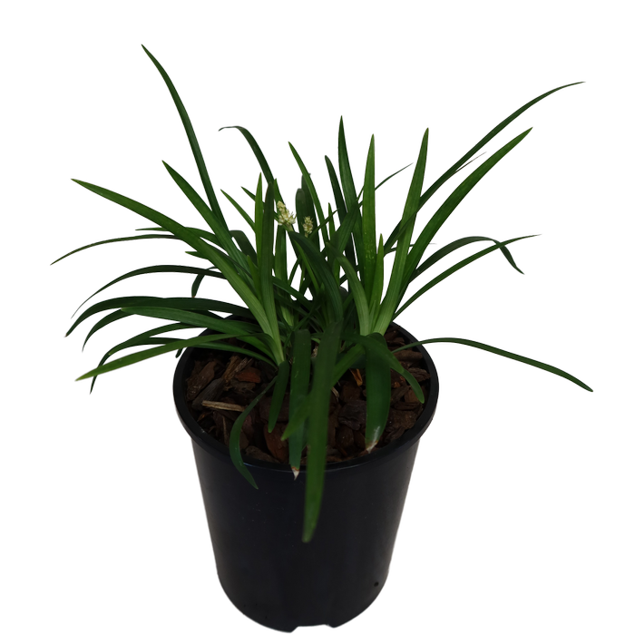 1.9L Liriope muscari Monroe White - Liriope muscari Monroe White