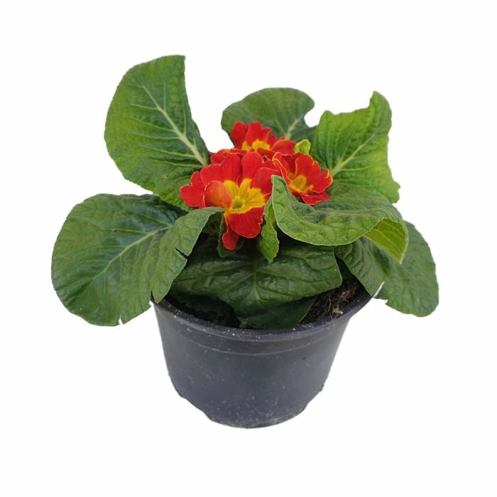 120mm Primula Boneli Mix - Primrose primula