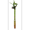300mm Lucky Bamboo - Dracaena sanderiana
