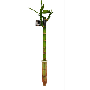 300mm Lucky Bamboo - Dracaena sanderiana