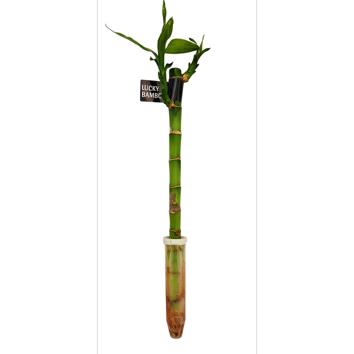 300mm Lucky Bamboo - Dracaena sanderiana