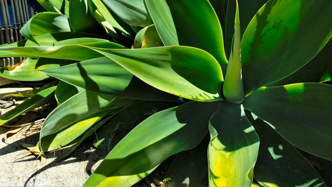 Green leaves of agave plants in front of a bamboo fence