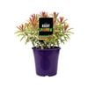 140mm Ascot Rainbow Spurge - Euphorbia martinii