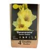 Yarra Valley Bulbs Gladioli Bananarama Bulb 4 Pack