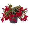 170mm Assorted Begonia Waterfall - Begonia tuberhybrida