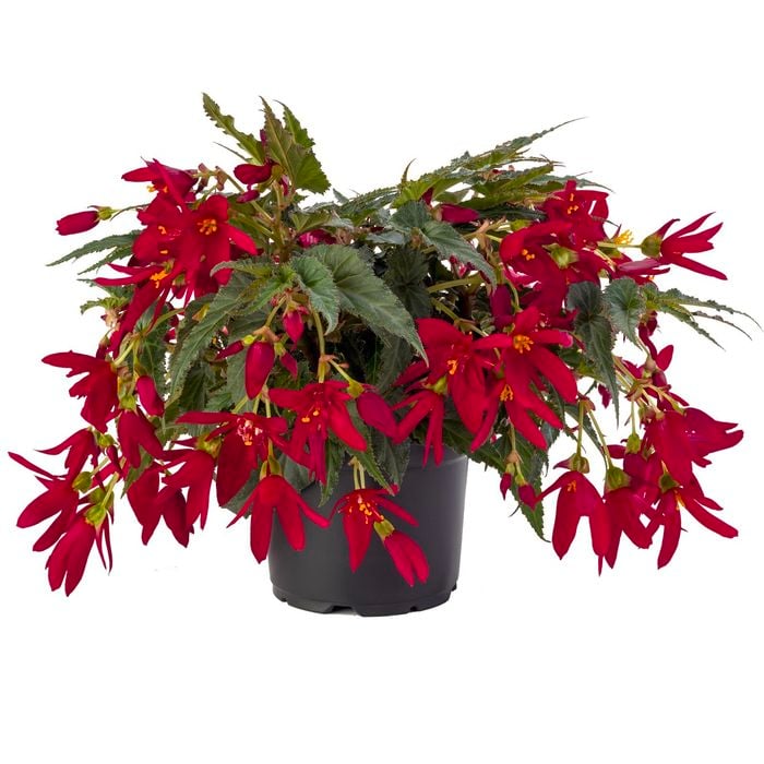 170mm Assorted Begonia Waterfall - Begonia tuberhybrida