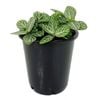 70mm Nerve Plant - Fittonia verschaffeltii White Angel