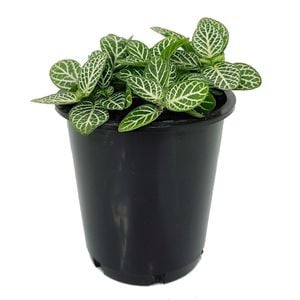 70mm Nerve Plant - Fittonia verschaffeltii White Angel
