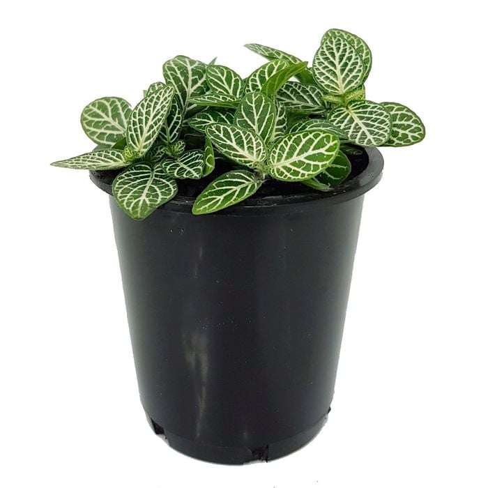 70mm Nerve Plant - Fittonia verschaffeltii White Angel