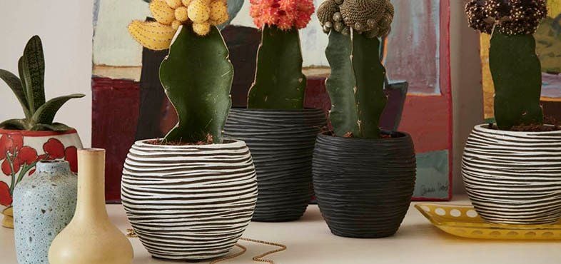 Cactus in pots on a bench