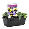 Viola Petite Mix Punnet - Viola cornuta