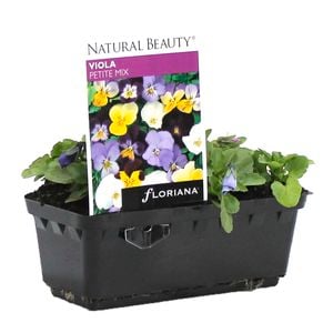 Viola Petite Mix Punnet - Viola cornuta