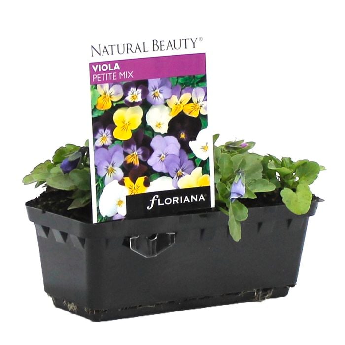 Viola Petite Mix Punnet - Viola cornuta