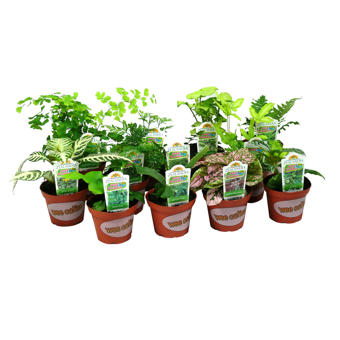 80mm Assorted Baby House Plants