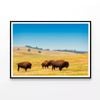 Herd of Buffalo  Print 100% Australian Made 120x90cm  (Poster)