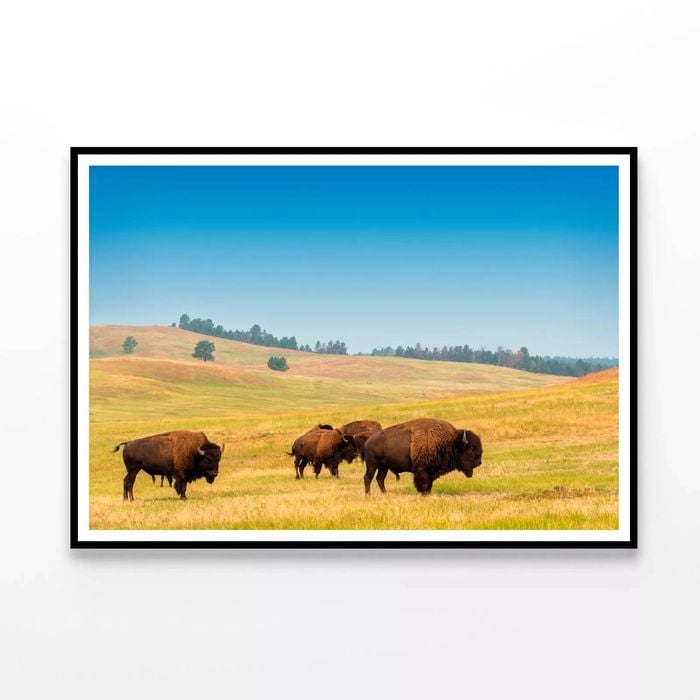 Herd of Buffalo  Print 100% Australian Made 120x90cm  (Poster)