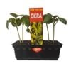 Punnet Okra - Abelmoschus esculentus
