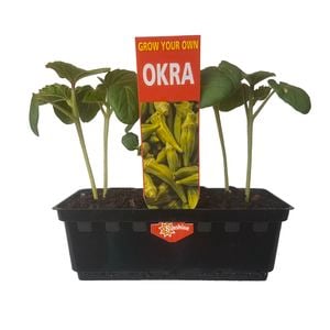 Punnet Okra - Abelmoschus esculentus