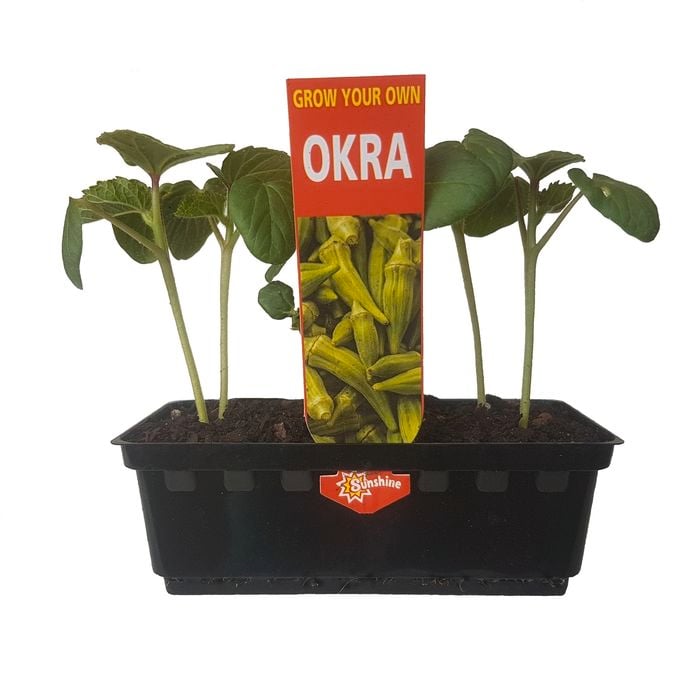 Punnet Okra - Abelmoschus esculentus