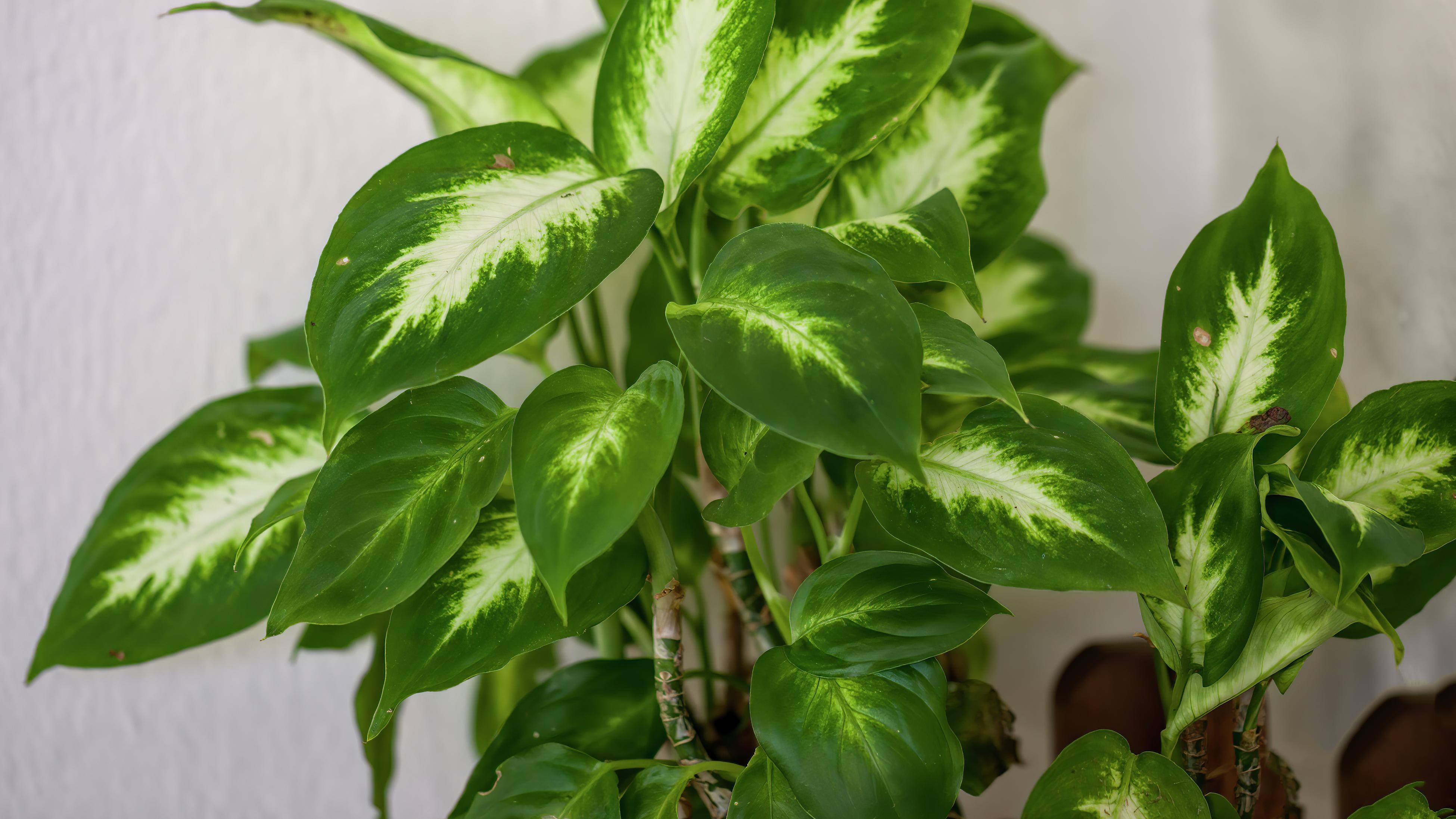 How To Grow Dieffenbachia - Bunnings Australia