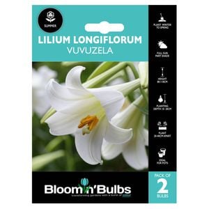 Bloomin' Bulbs Summer Aqua Lilium Vuvuzela - 2 Pack