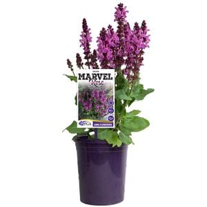 140mm Marvel Rose - Salvia