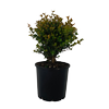 4.5LBoxwood 'Green Gem' -  Buxus hybrid