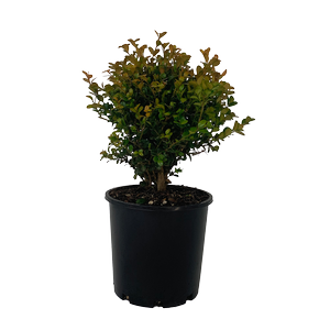 4.5LBoxwood 'Green Gem' -  Buxus hybrid