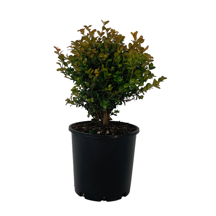 4.5LBoxwood 'Green Gem' -  Buxus hybrid