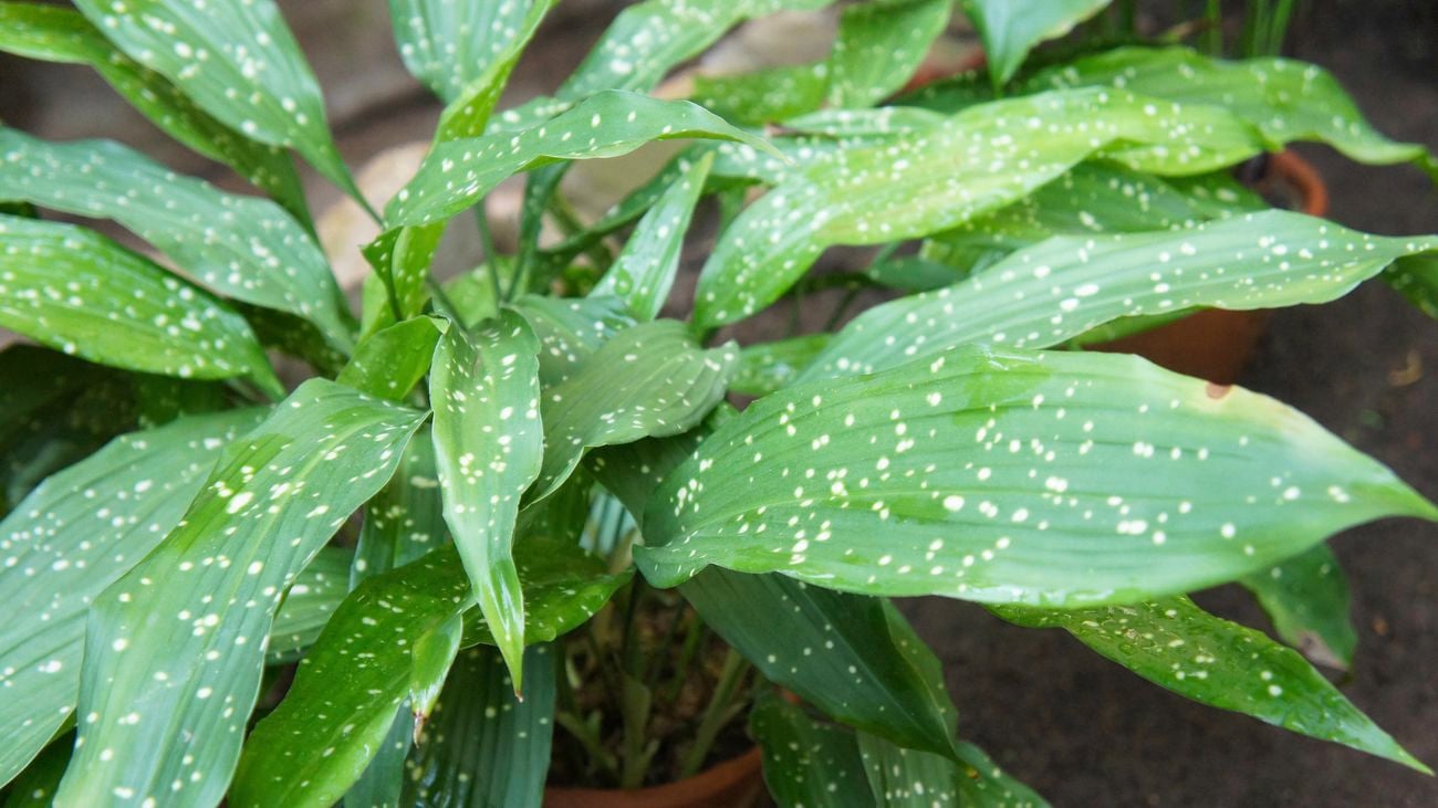 Potted cast-iron plant with thick green leaves with white flecks on the foliage.