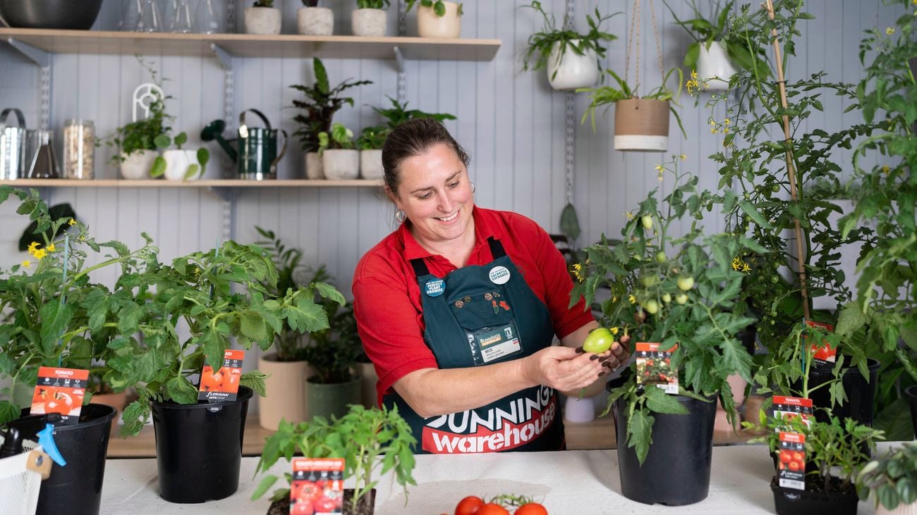 Fresh tomatoes are on the chopping board, and green ones on the plant.