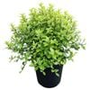 4L Frankies Folly - Pittosporum tenuifolium Little Gem