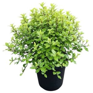 4L Frankies Folly - Pittosporum tenuifolium Little Gem