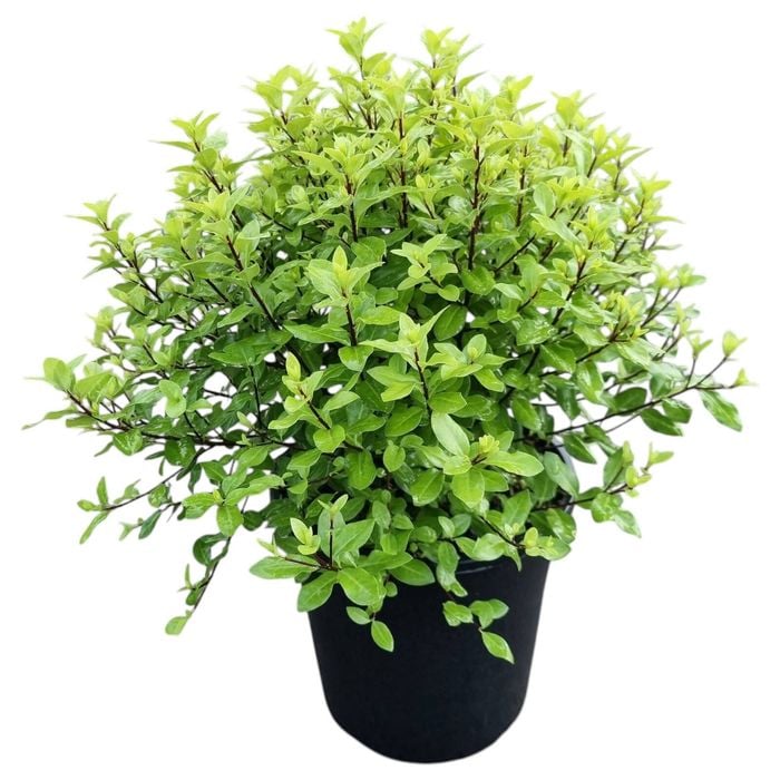 4L Frankies Folly - Pittosporum tenuifolium Little Gem