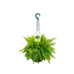 130mm Boston Fern - Nephrolepsis Maasii